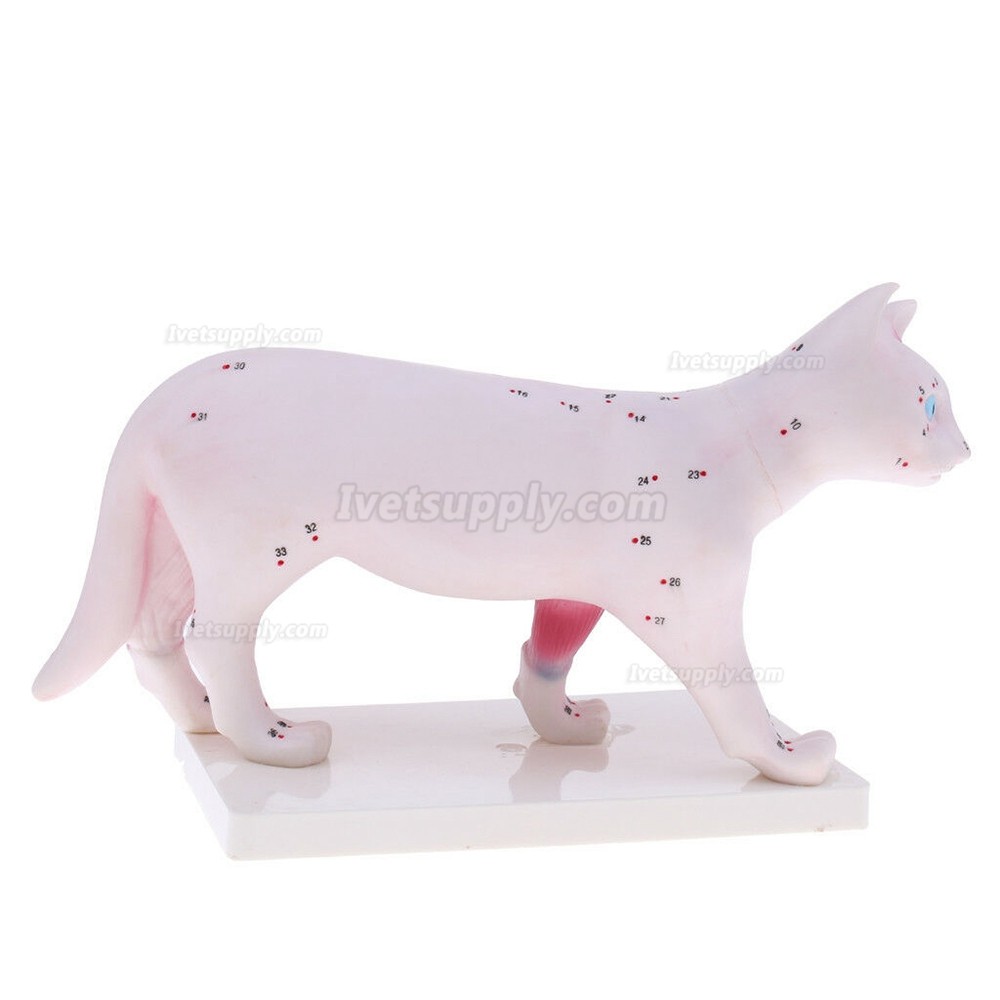 Cat Acupuncture Model Anatomical Medical Model School Teaching Student